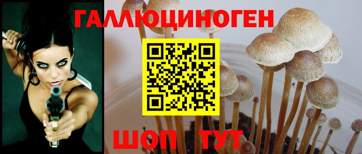 Галлюциногенные грибы Psilocybe  Галлюциногенные грибы Psilocybe  Дальнереченск  Вход с VPN 
